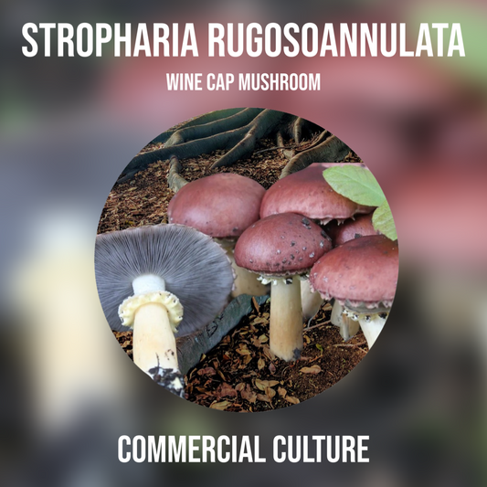 Stropharia rugosoannulata (Wine cap mushroom) Commercial culture (MP14)