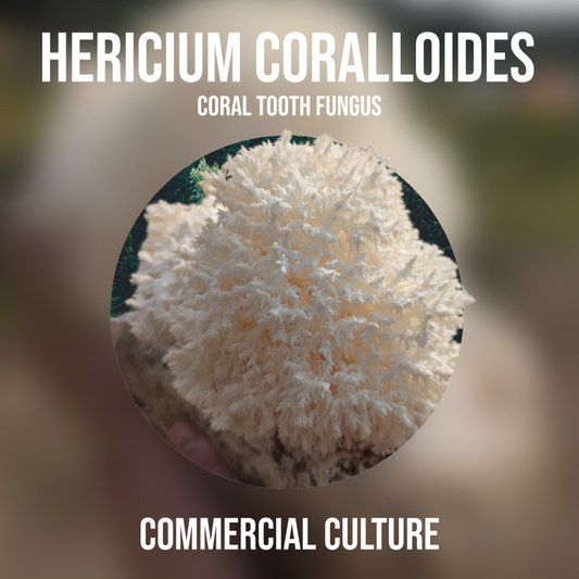 Hericium coralloides (Coral tooth) Commercial culture (MP13)