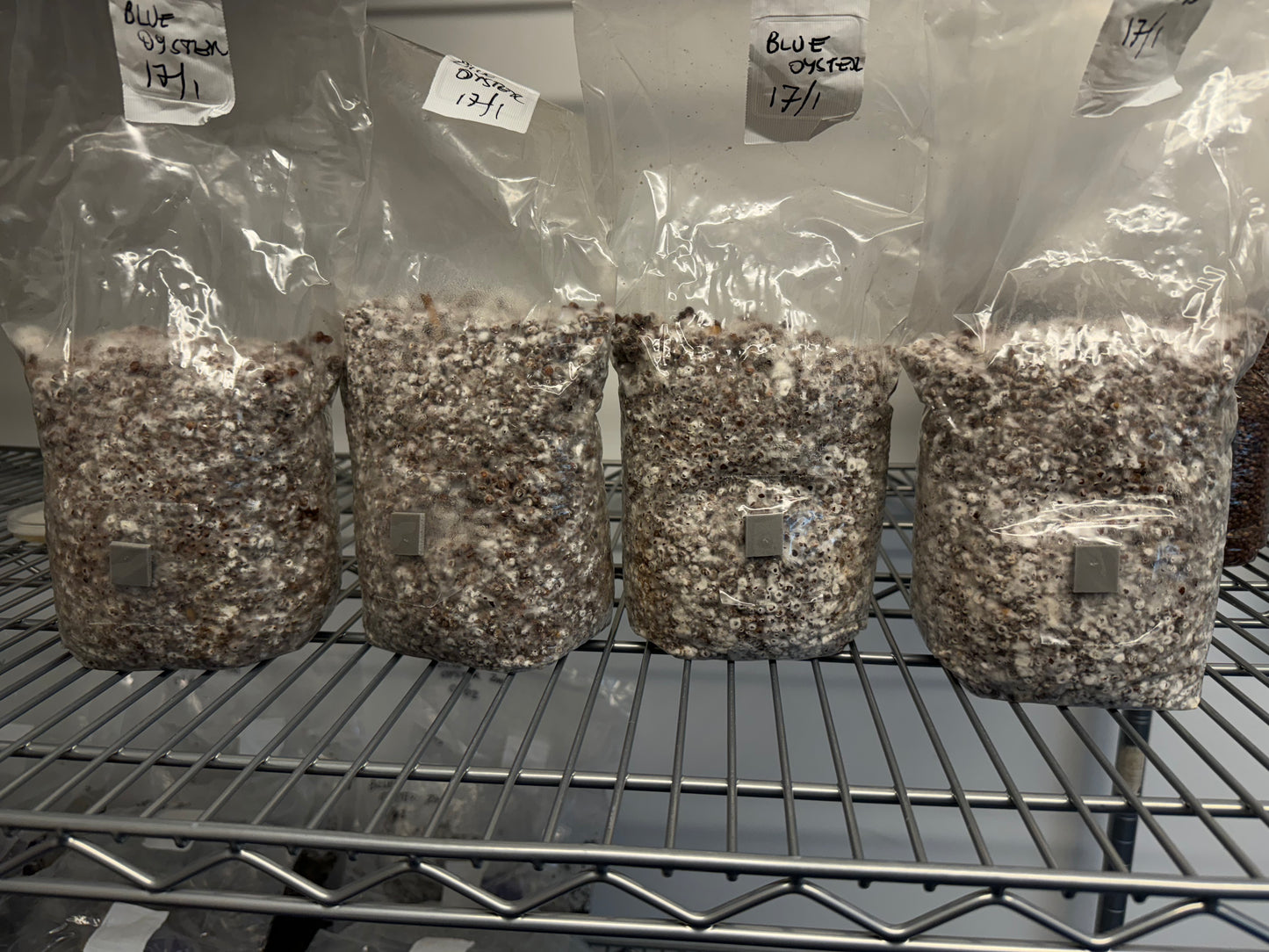 Test Batch #2 : Milo (Red Dari) Sterile Grain for Mushroom Grain Spawn