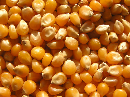 MycoPunks - Popcorn (Non GMO corn) for popcorn tek mushroom spawn - Substrate