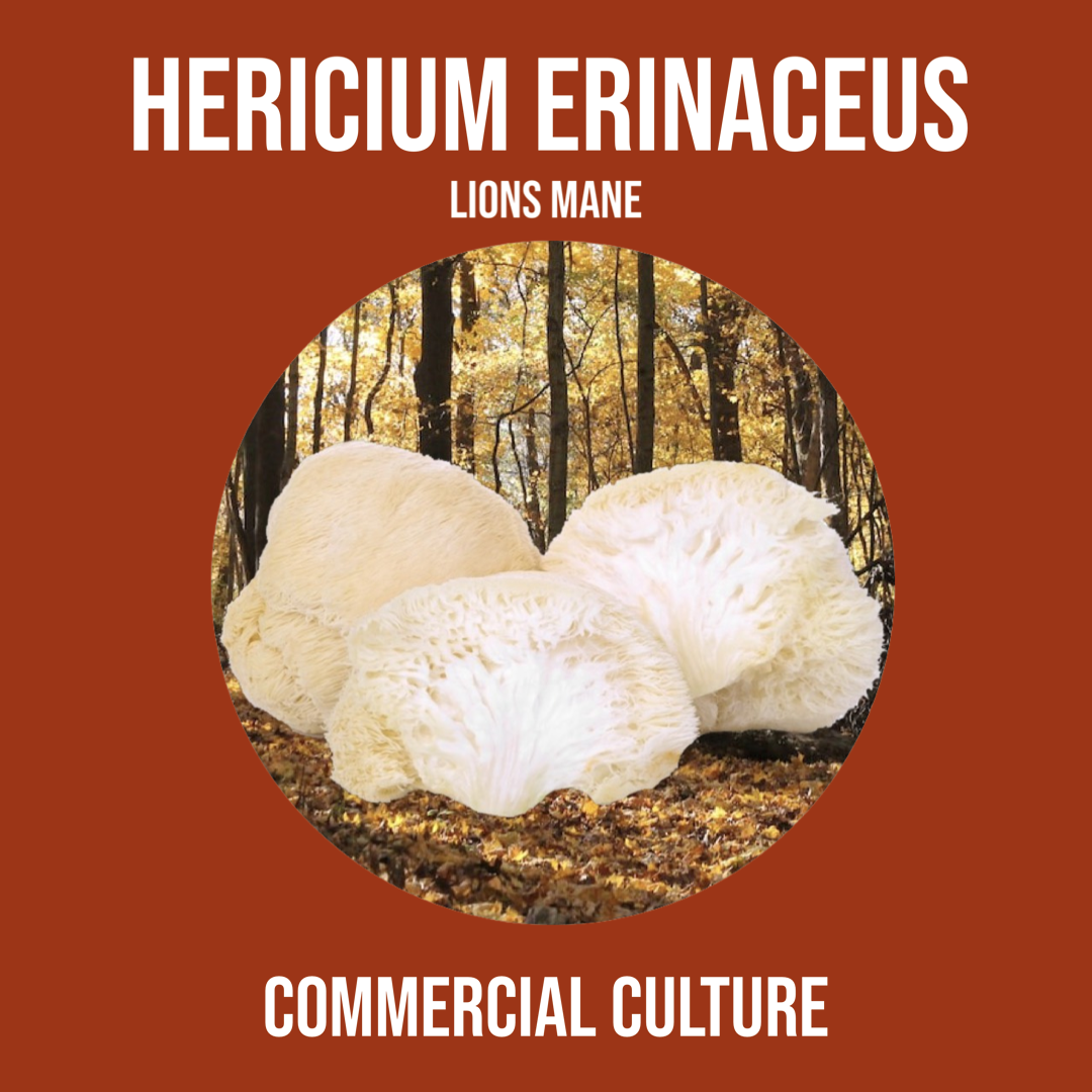 Hericium erinaceus (Löwenmähne) Kommerzielle Kultur (MP01A) 
