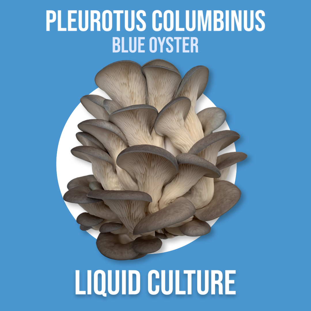 MycoPunks - Pleurotus columbinus (Blue Oyster) Liquid culture -