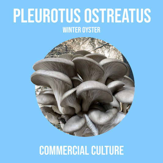 Pleurotus columbinus (Blaue Auster) Flüssigkultur