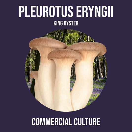 Handelskultur Pleurotus eryngii (Königsauster) (MP05) 