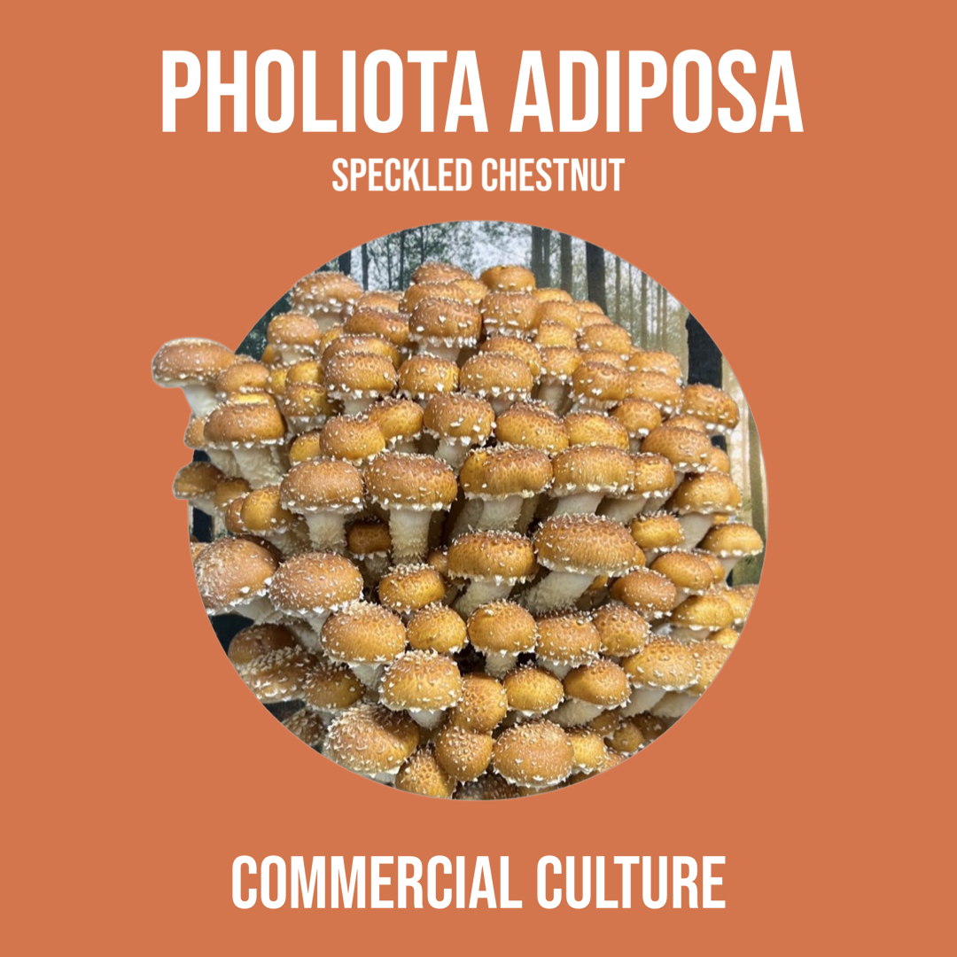Handelskultur Pholiota adiposa (Gesprenkelte Kastanie) (MP04)