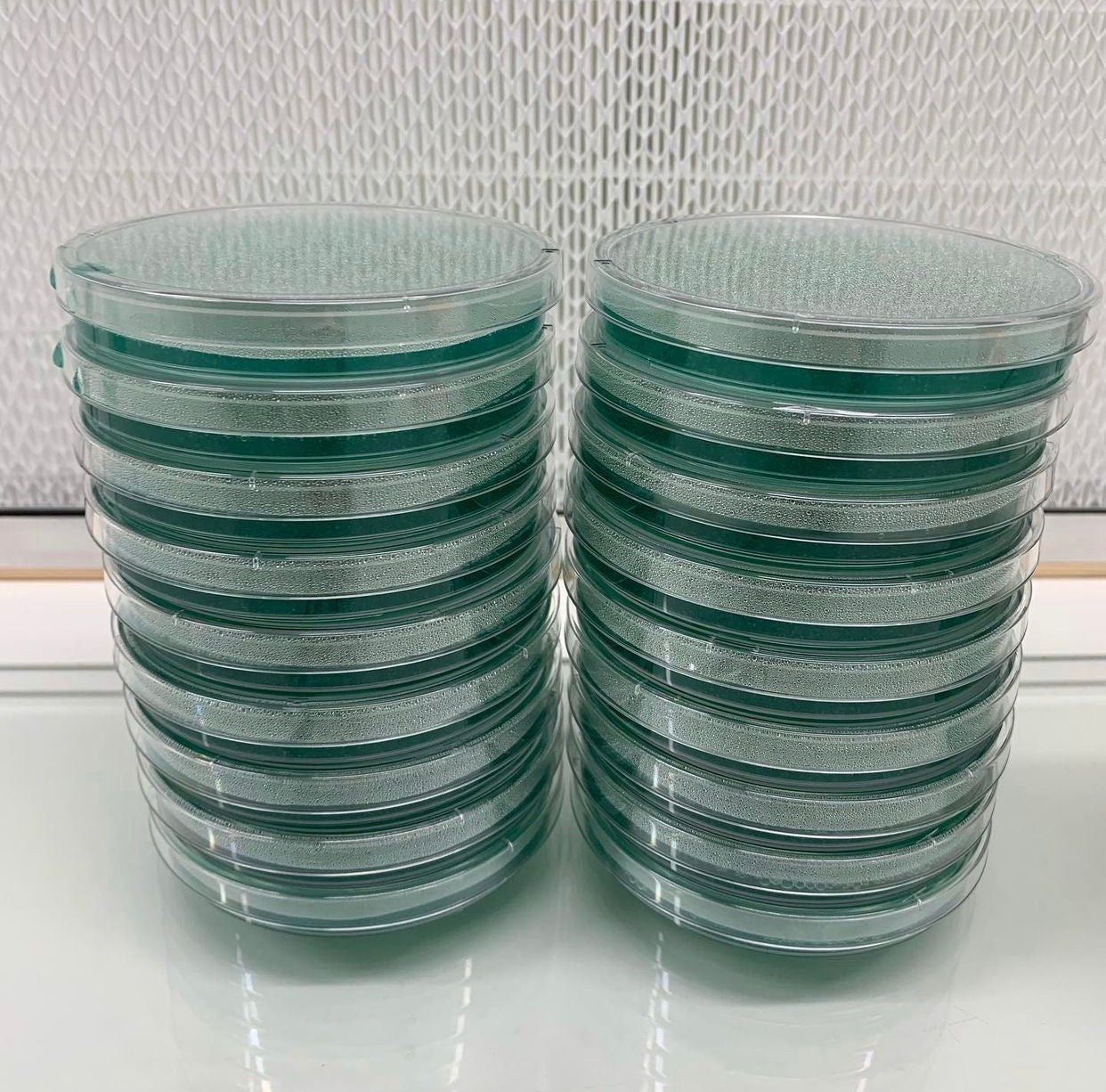 MycoPunks - 10 Light Malt Extract Agar Custom (LME) Petri Dishes for Fungal Cultures - Custom Agar